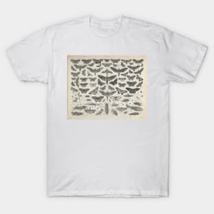 Moth / Insect Illustrated Guide - Vintage Illustration T-Shirt